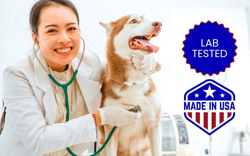 Lab-Tested for Dogs: The Science Behind N95 + Activated Carbon Filters K9 Mask