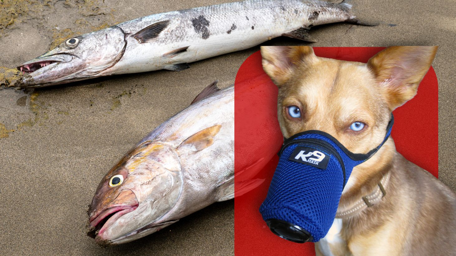 Red Tide brevetoxins dangerous to dog health on coast algea bloom health dog gear k9 air filter respirator mask