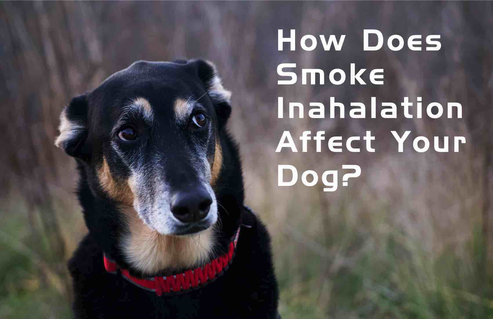 How Does Smoke Inhalation Affect Your Dog?