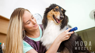Tackling Aggression: Challenges Faced by Dog Groomers