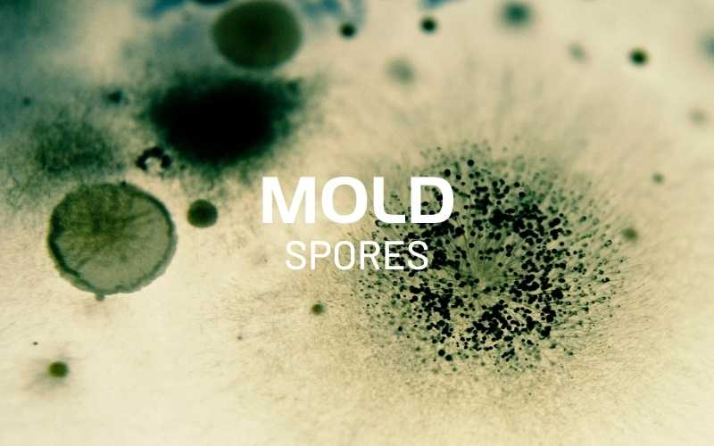 How does black mold spores toxin affect dog health?