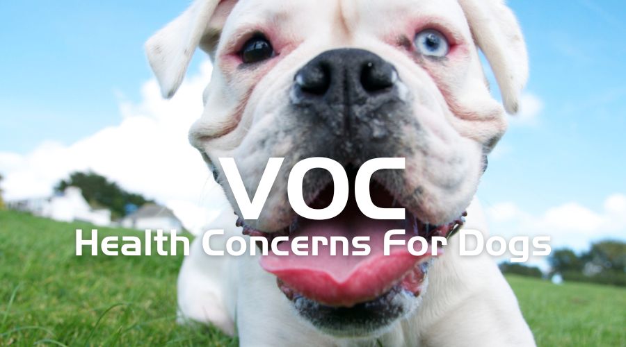 How to Protect Your Dog from Volatile Organic Compounds Gas Smoke