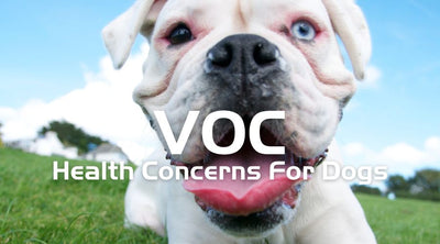 How to Protect Your Dog from VOC Health Risks
