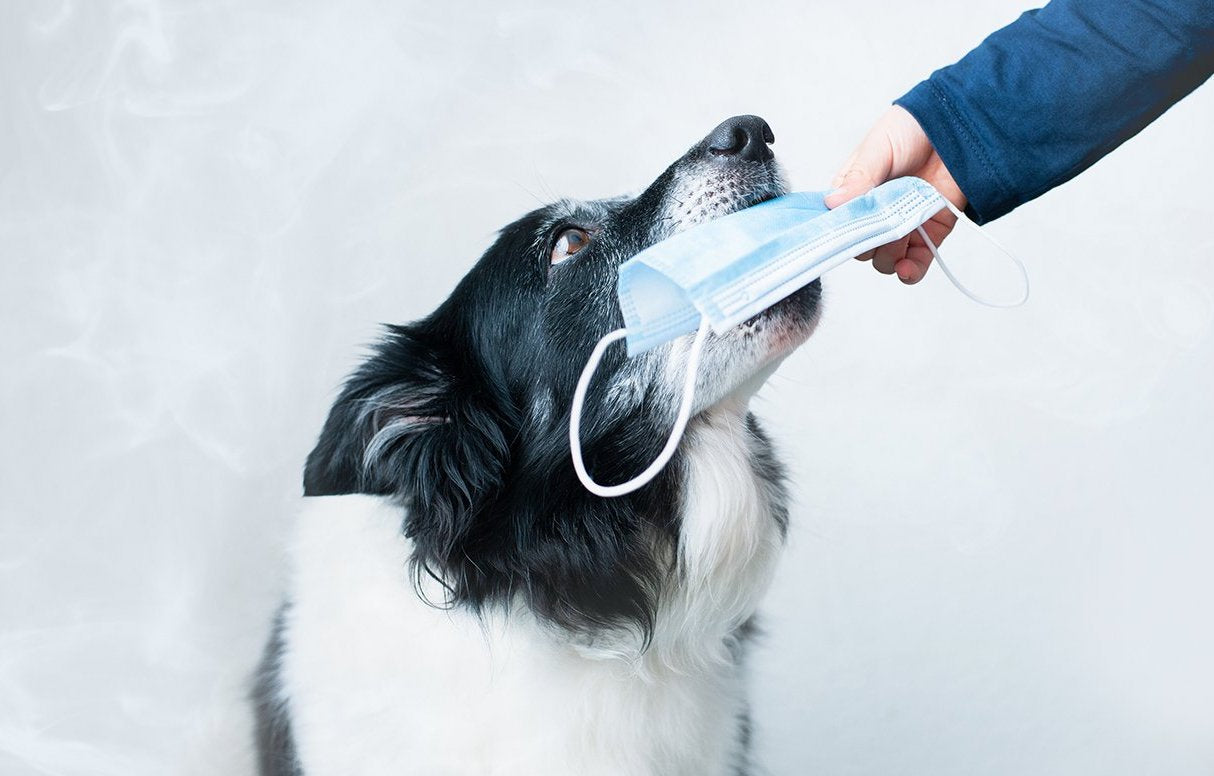 Is it Safe for a Dog to Wear an Air Filter Face Mask?