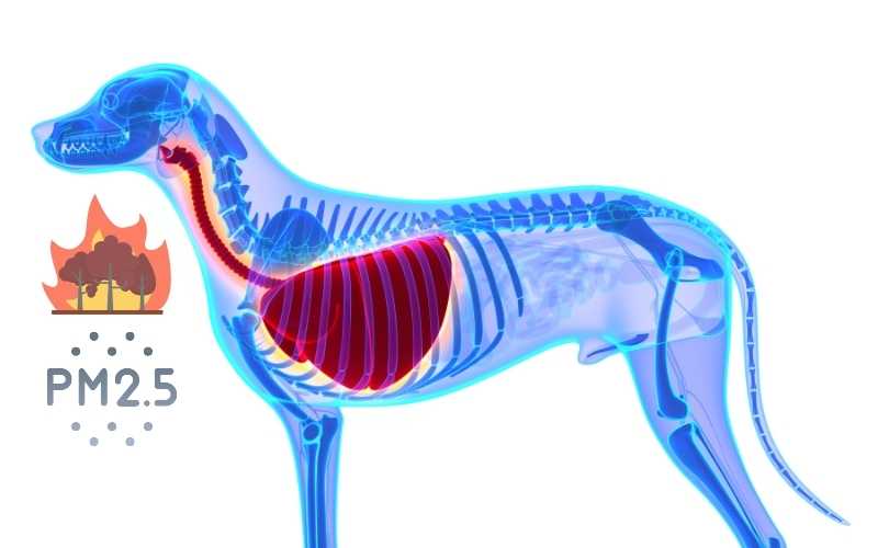What does wildfire smoke do to dog lungs and health?