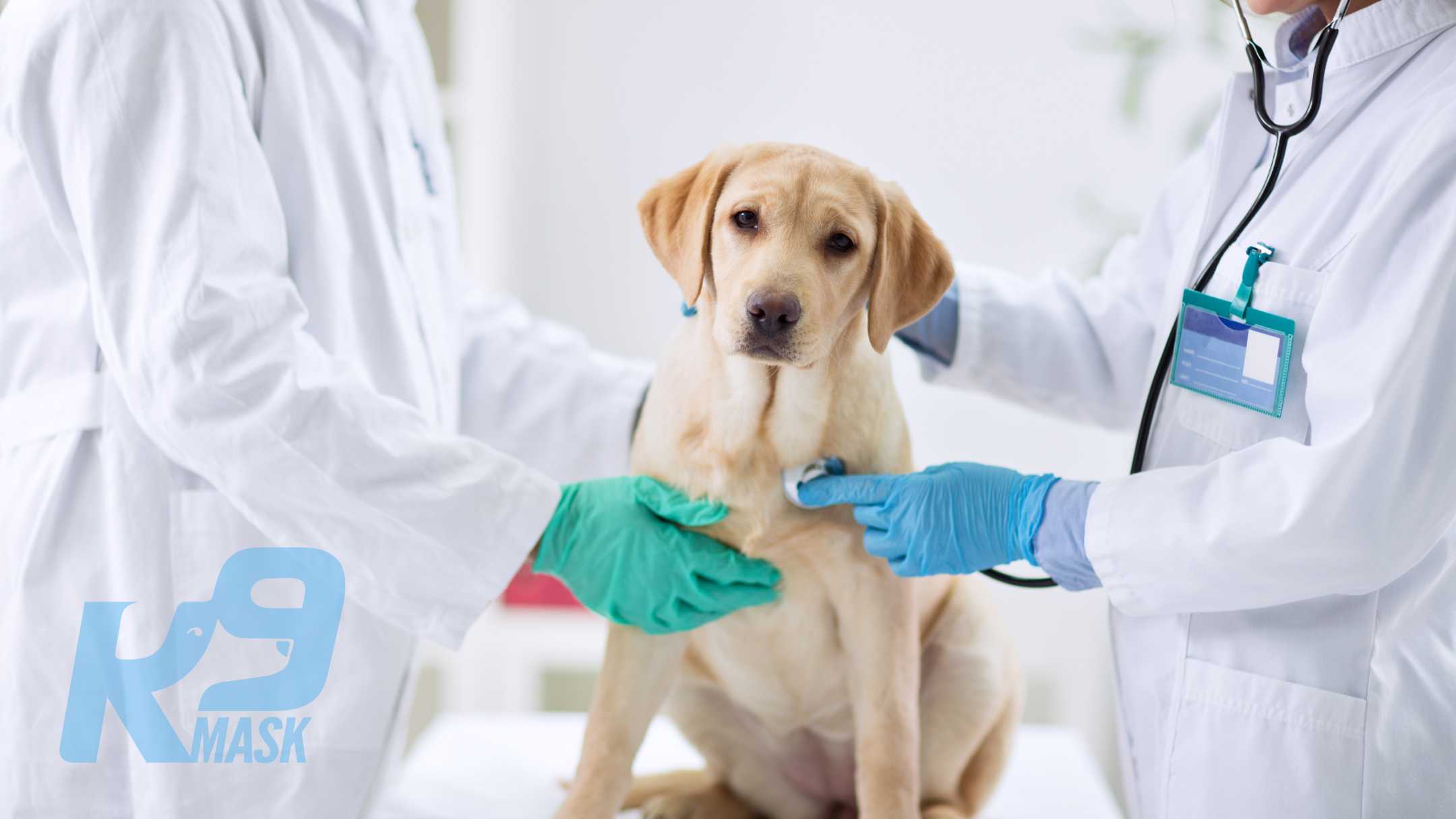 Vets Veterinarians Recommendations for Dogs in Wildfire Smoke for Lung and Heart Health