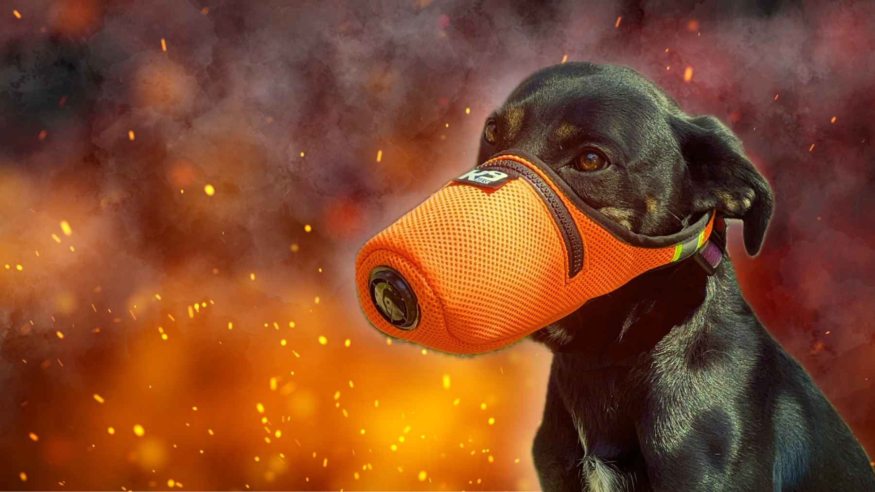 Dog Health Benefits from Air Filter Mask for K9 in Smoke Chemicals Ash Dust Allergens