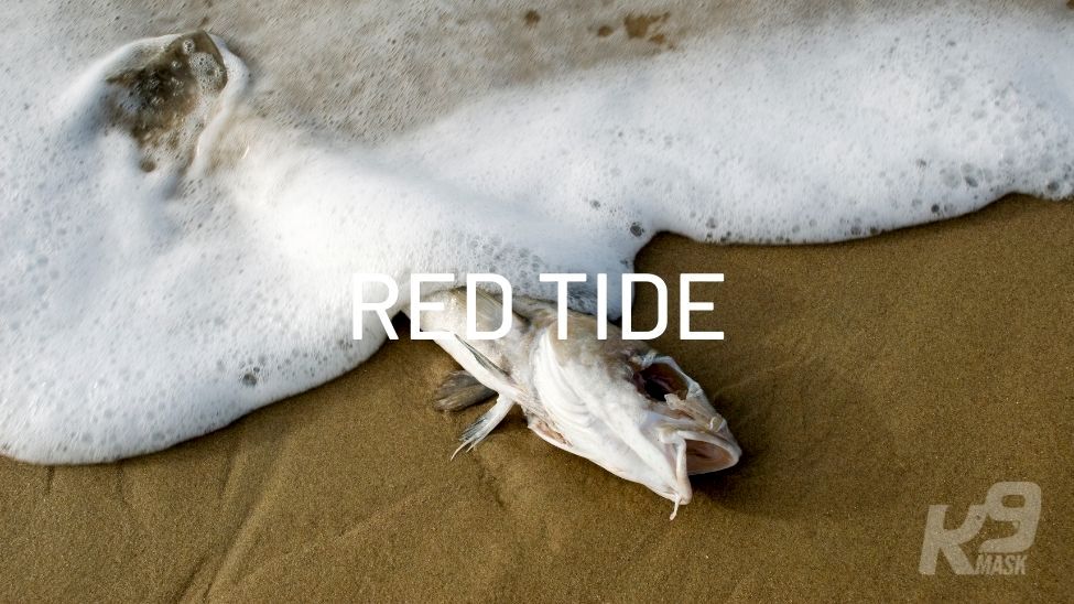 Air Filter Mask for Dogs in Red Tide Algae Brevo Toxin K9 Mask