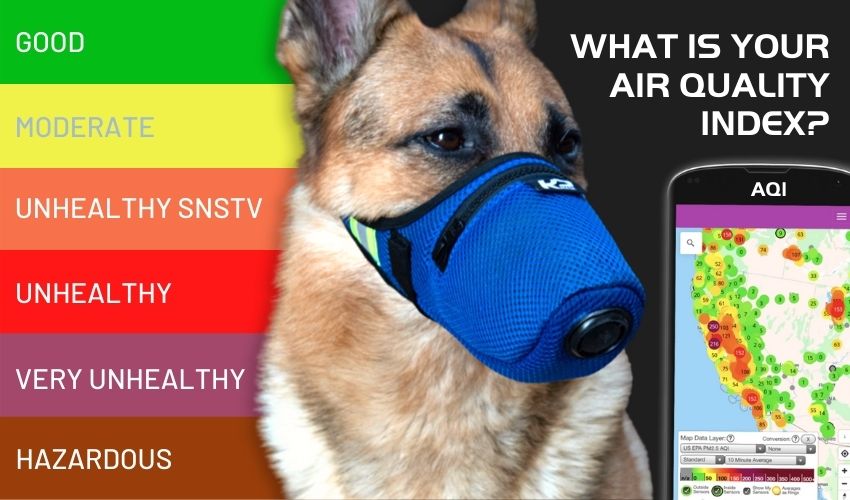 Impact of wildfire smoke on dog health in bad air quality