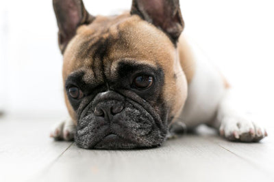 New Research Reveals People with COVID Can Infect Their Pets