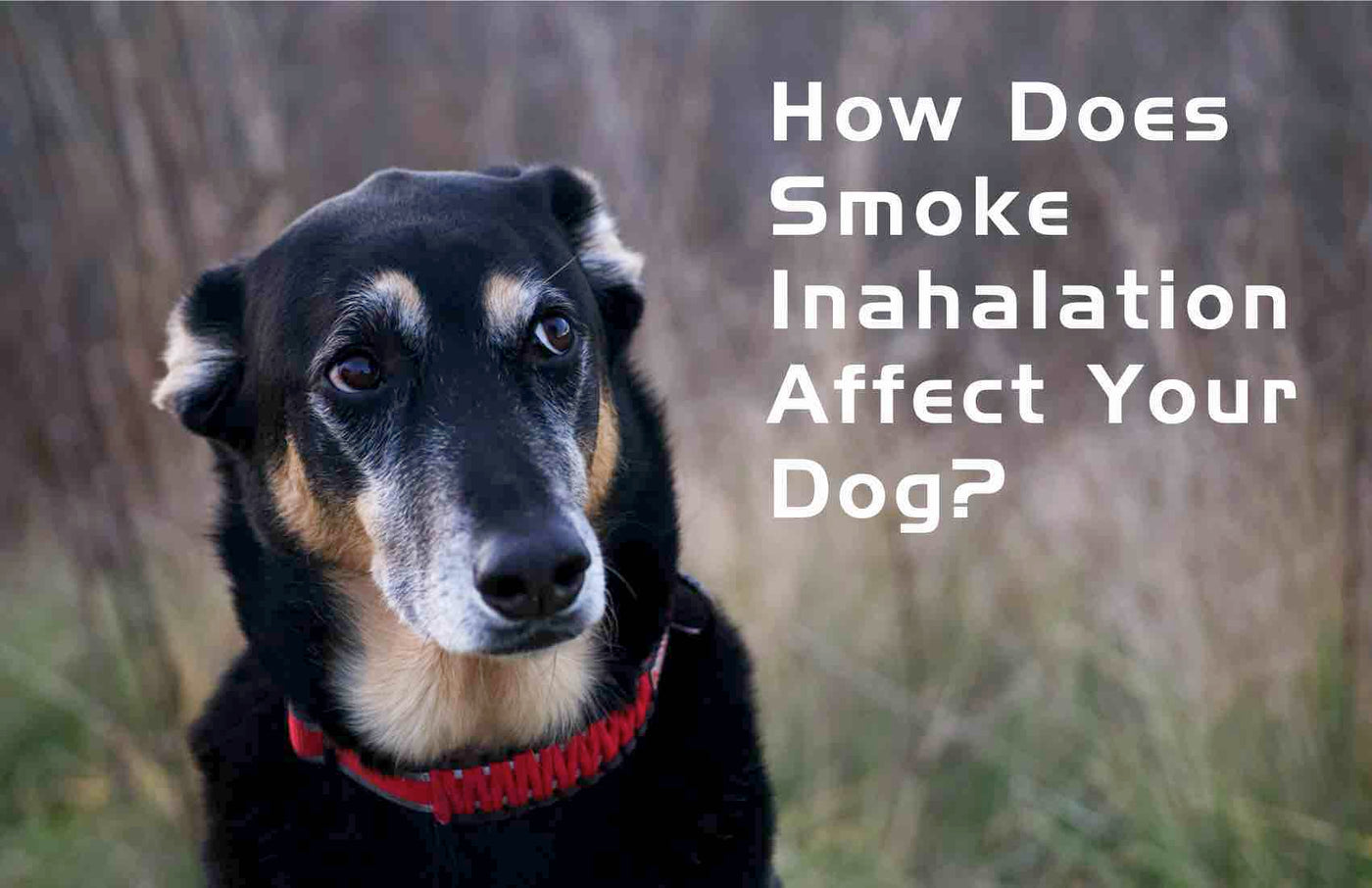 How Does Smoke Inhalation Affect Your Dog?