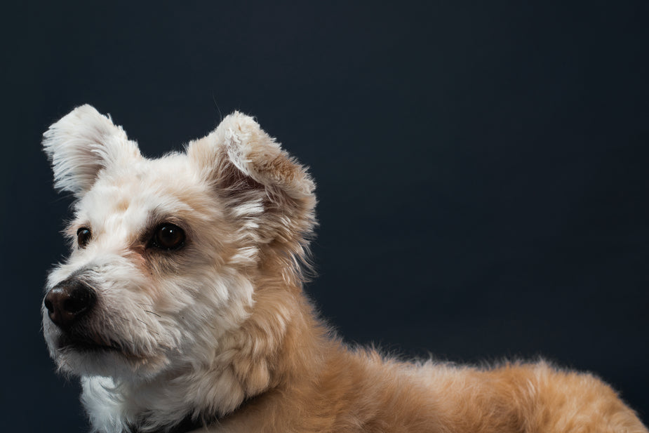 Protegiendo a su compañero canino: La importancia de la salud respiratoria canina Mascarilla K9