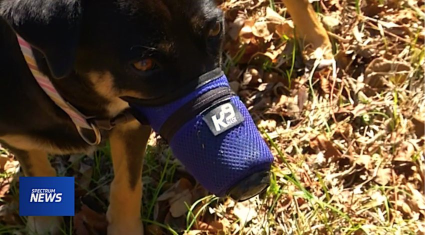 Spectrum News Report - World's First Air Pollution Mask for Dogs