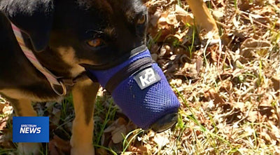 Spectrum News Report - World's First Air Pollution Mask for Dogs