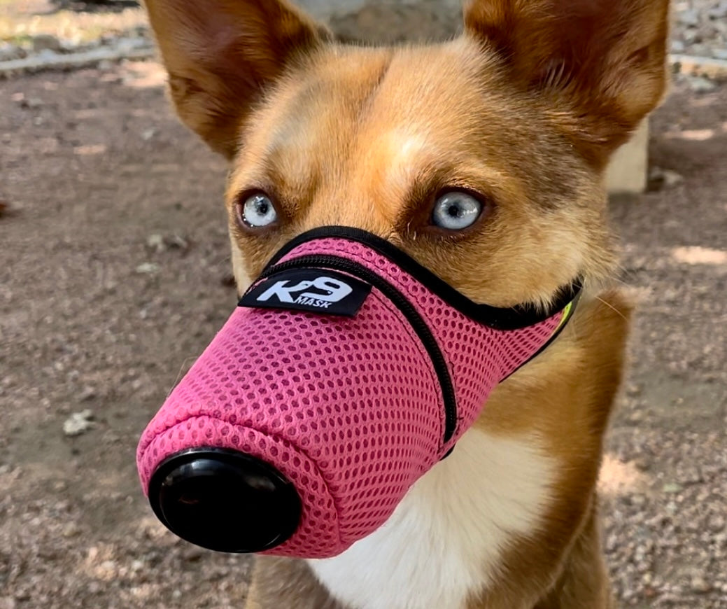 K9 Mask custom fit air filter mask for dog training video