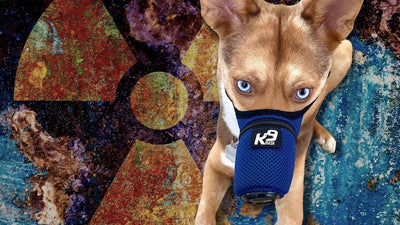 Can an N95 Mask Protect a Dog Against Radiation: Nuclear Survival
