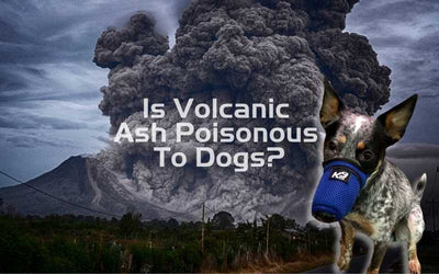 Is Volcanic Ash Poisonous To Dogs?