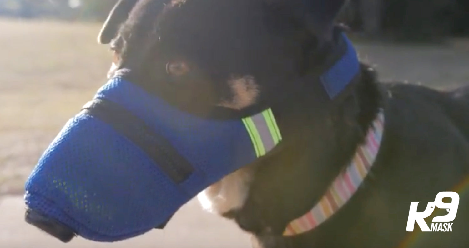 K9 Dog Pollution Mask Kickstarter Campaign – LIVE March 2019