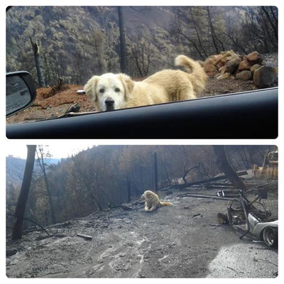 Lost Dog Waits for Owners After Their Home Burns Down in California