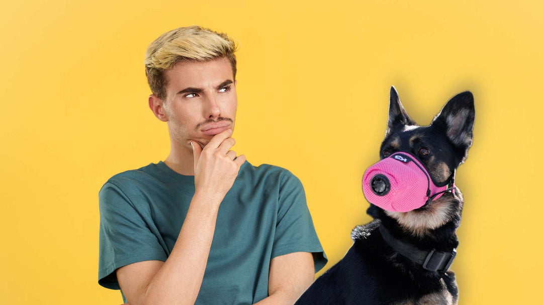 Sollte ich eine Rauchgasmaske mit Luftfilter für das Gesicht meines Hundes kaufen?