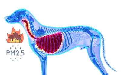 What Does Wildfire Smoke Do To Me and My Dog's Lungs?