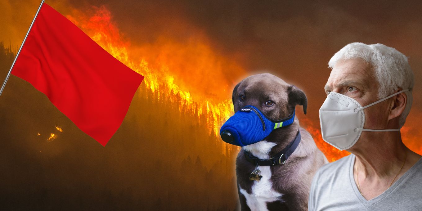 Can Dogs See Orange Flags Can dogs see orange flags