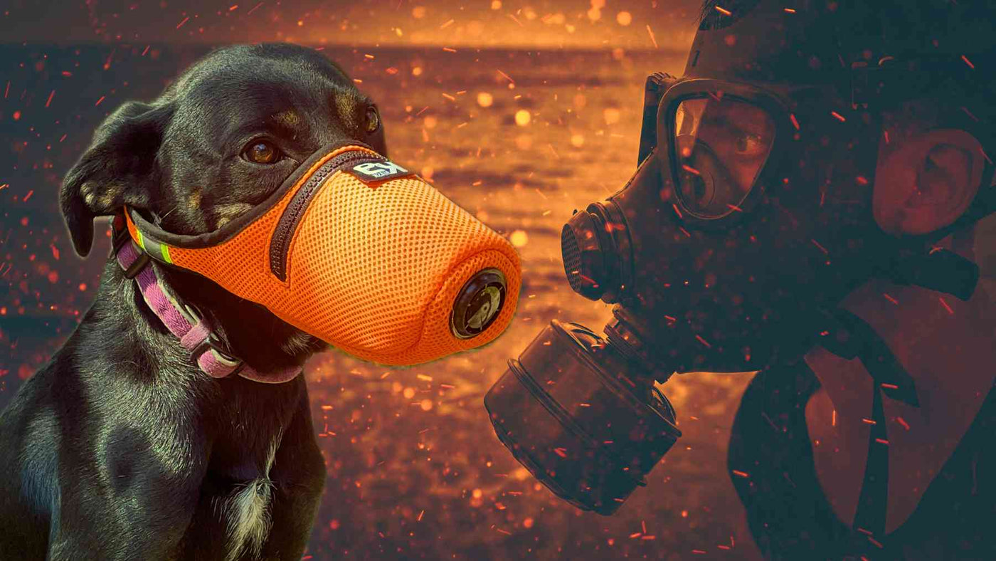 Why Dogs Need Air Filter Mask Protection from Air Quality Threats to Health
