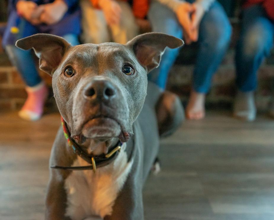 NY-inwoners wat alle honde aanneem en versorg