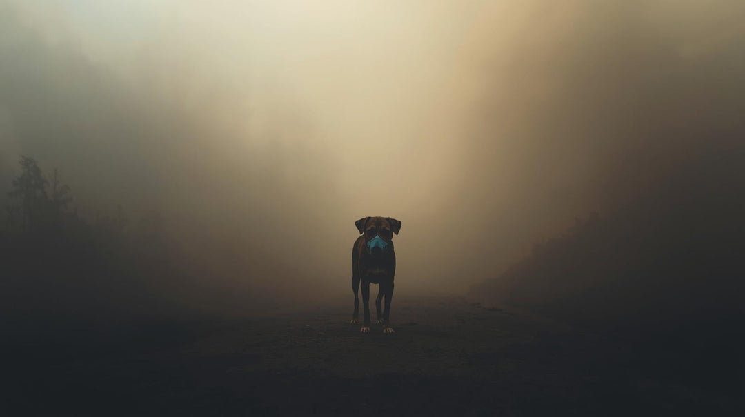 Hidden Dangers of Wildfire Smoke Residue for Dogs
