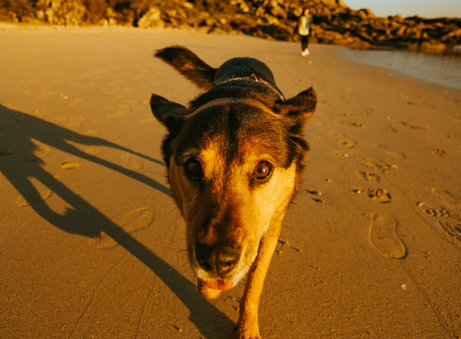 Climate Change in California impacting dog health in 2023