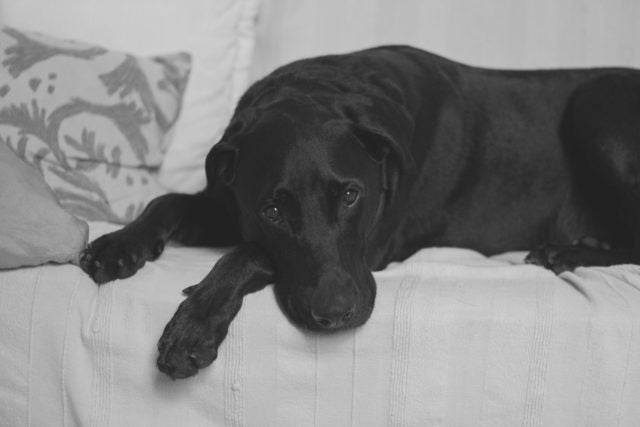 Bir N95 Yüz Maskesi Bir Köpeği Coronavirüsü Yakalamaktan Koruyabilir mi?