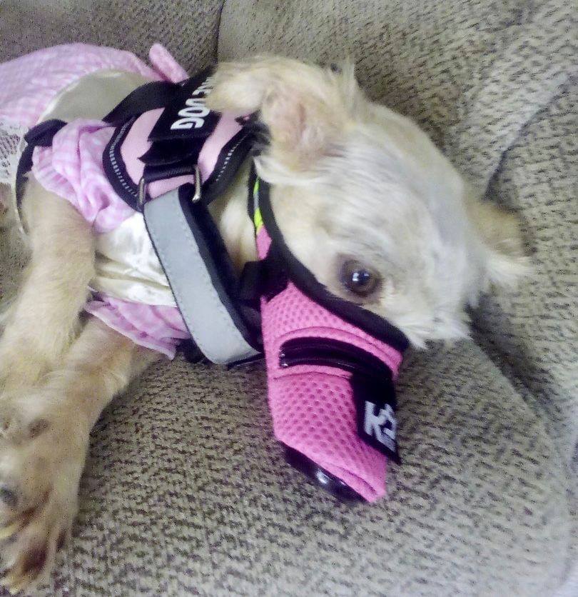Hoe om u hond teen lugbesoedeling te beskerm