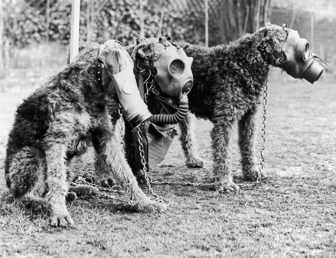 Dogs Wearing Military Gas Masks
