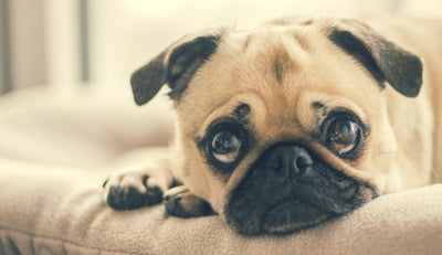 CDC Information about Coronavirus Disease (COVID-19) and Pets
