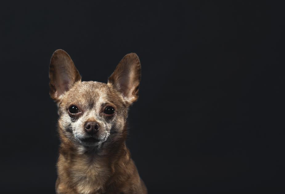 Eerste hond in Texas toets positief vir Coronavirus