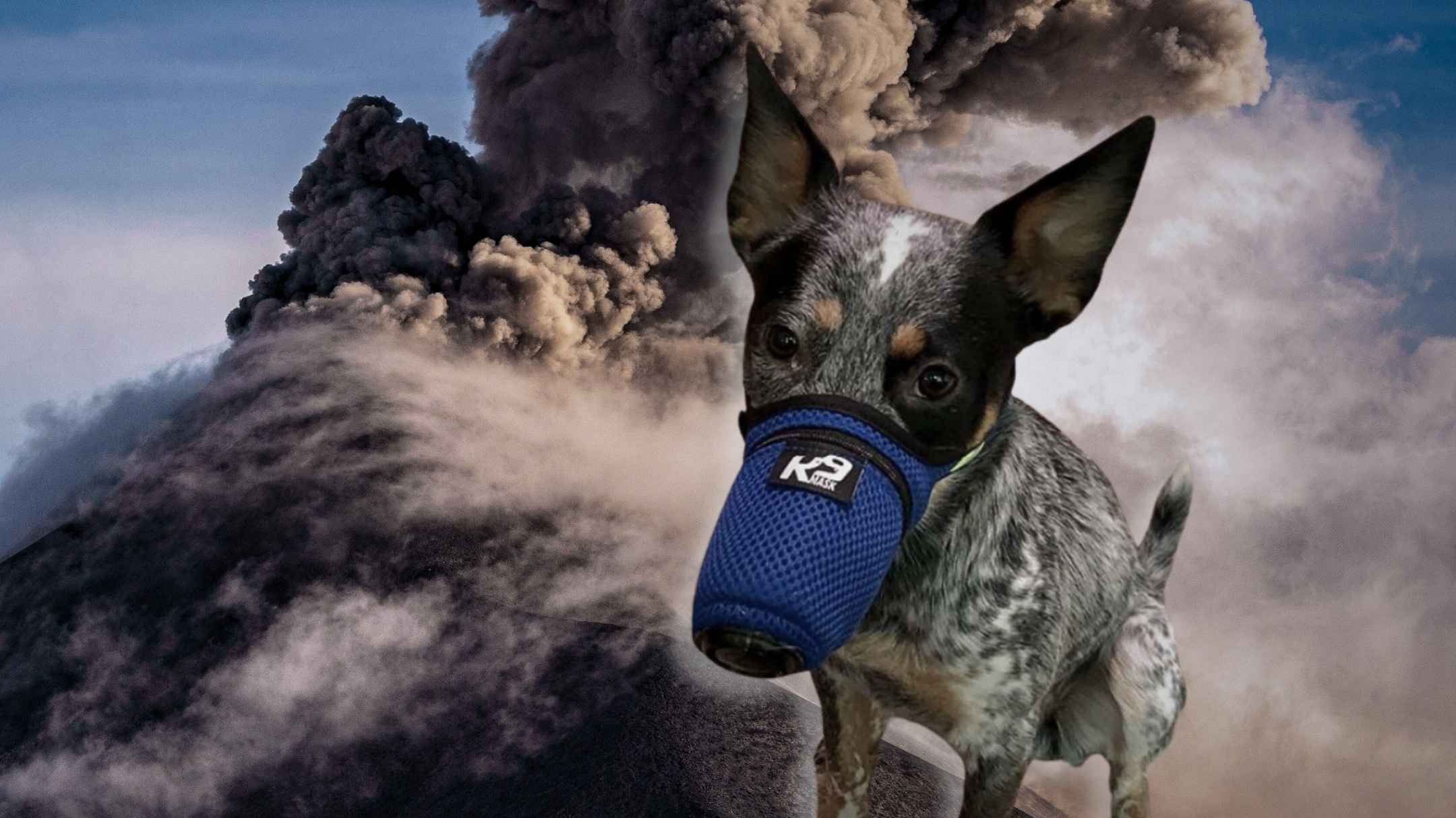 2025 Alaska Volcano Toxic Ash Dog Air Filter  Mask Smoke Gas Chemicals Spurr