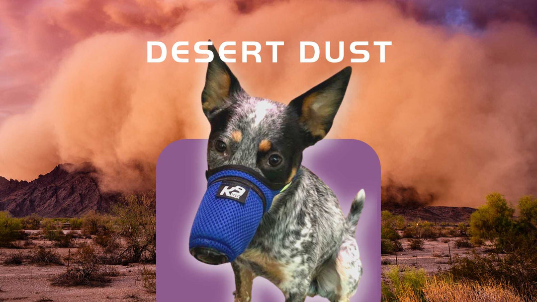 Air Filter Mask for Dog in Desert Dust Valley Fever Respirator Masks