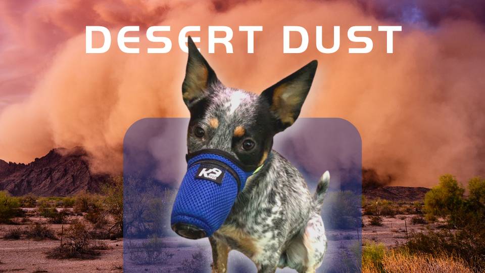 Dog Air Filter Mask in Desert Dust Valley Fever Respirator Masks