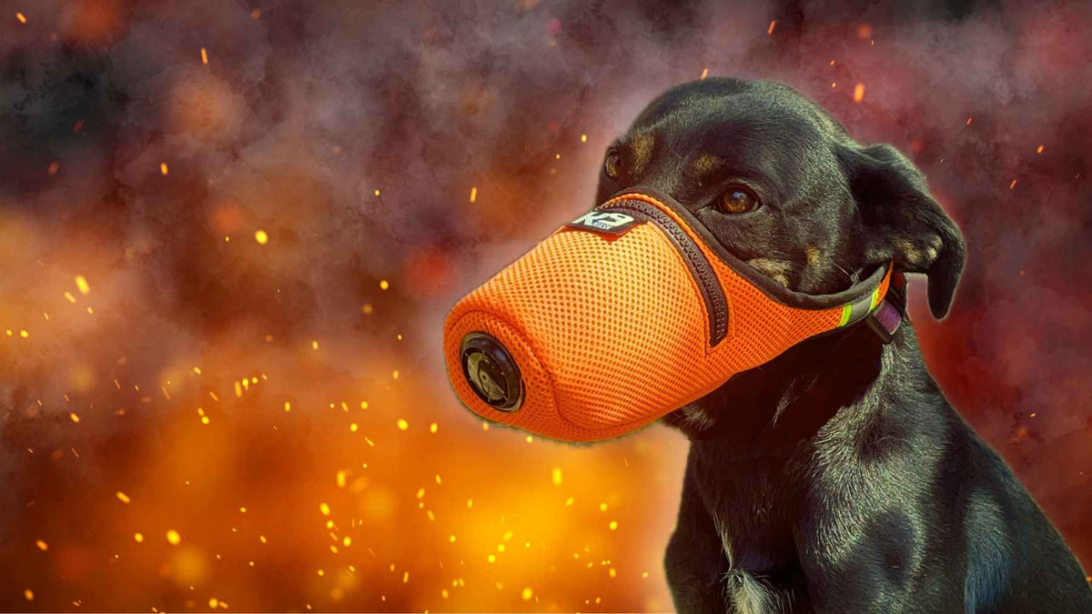 K9 Mask® N95 Air Filter Mask for Dogs in Smoke, Ash, Dust, Tear Gas