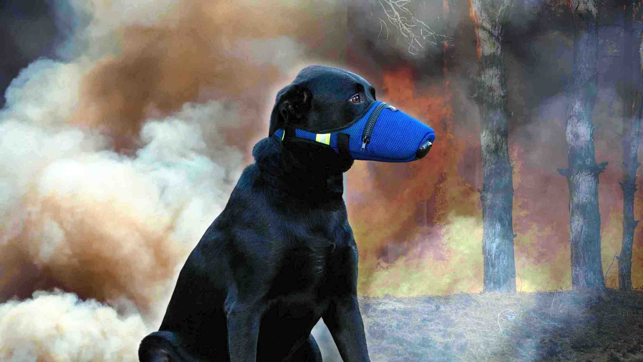 K9 Mask® Koiran ilmansuodatinnaamio koirille savua, pölyä, tuhkaa, siitepölyä, kyynelkaasua, punaista vuorovettä, kemikaaleja, kyynelkaasua, bakteereja, allergeeneja