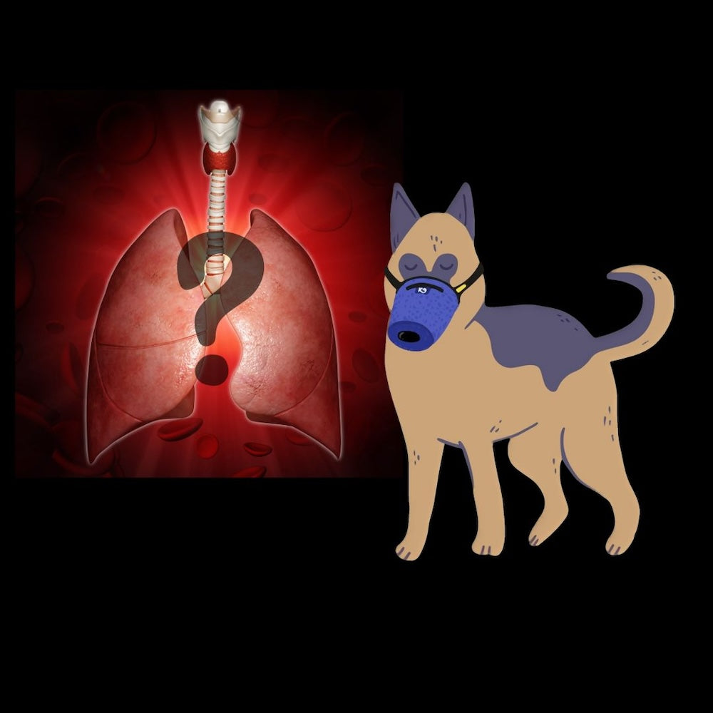 Τι προκαλεί αναπνευστική ασθένεια σε σκύλους στις Ηνωμένες Πολιτείες;