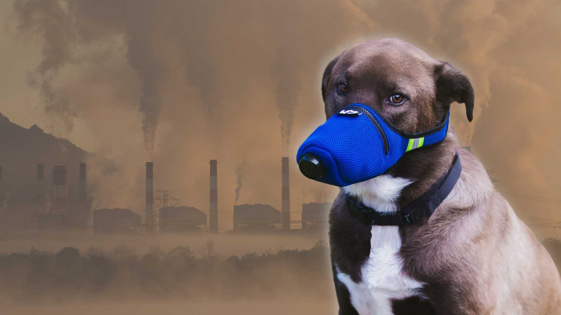 Luchtfiltermasker voor chemisch gas voor honden K9
