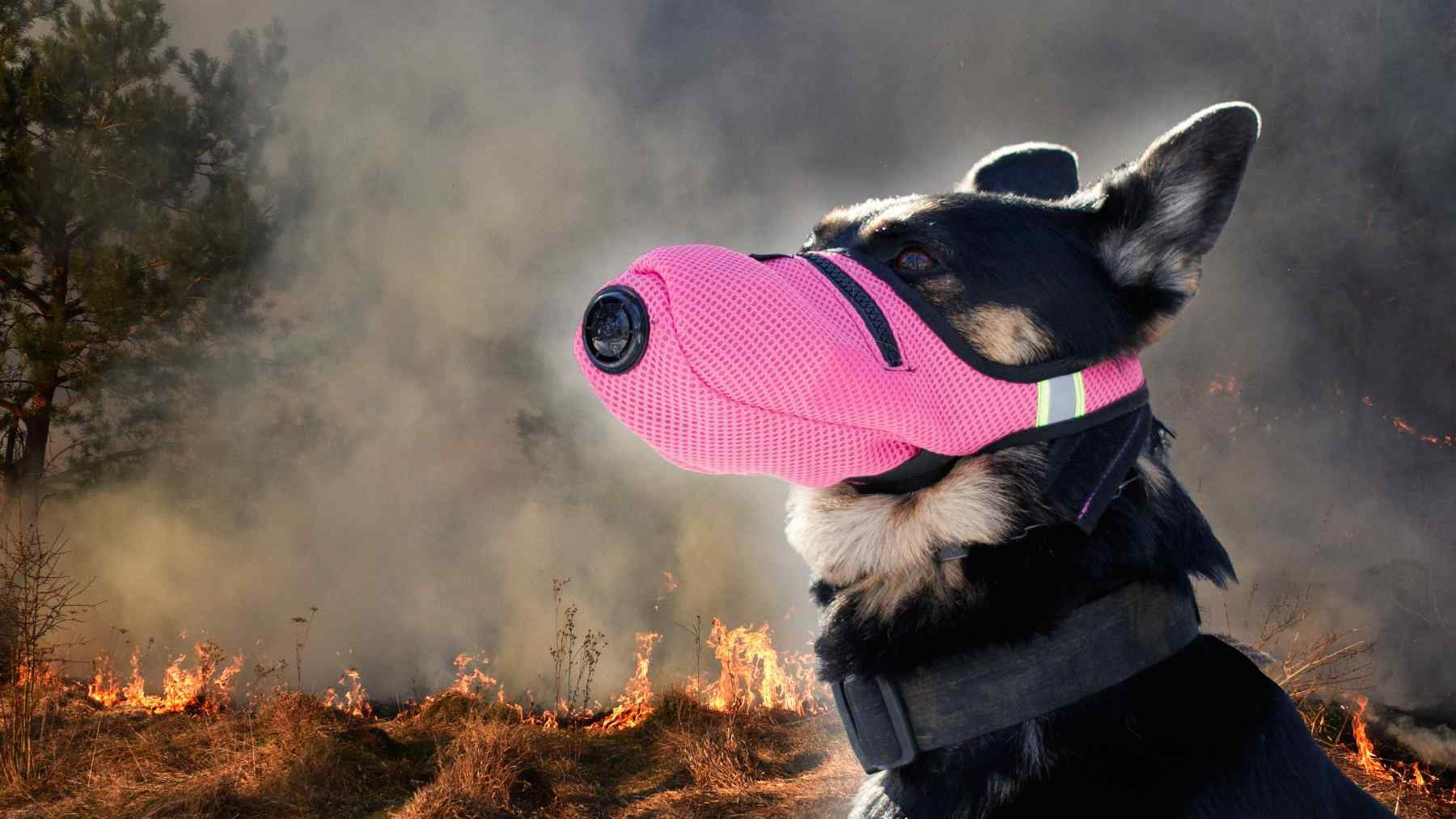 K9 मास्क डॉग एयर फिल्टर मास्क धुआं जंगल की आग स्वास्थ्य N95 गैस