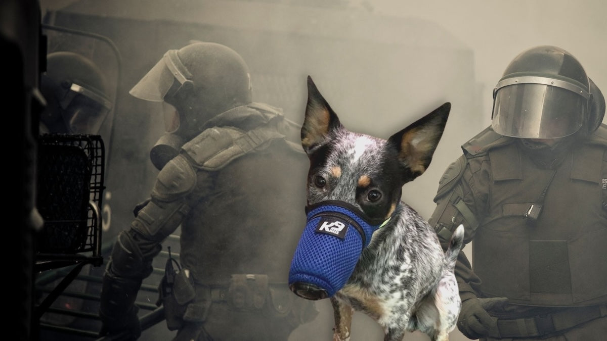 Dog Gas Mask for Chemical Smoke Tåregass Giftig Air Military History