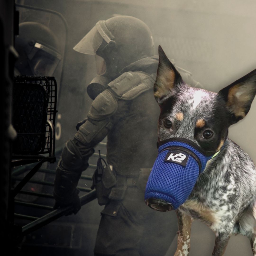 K9_Mask_tear_gas_air_filters_for_dog_gear_hero_hmpg_sq.jpg