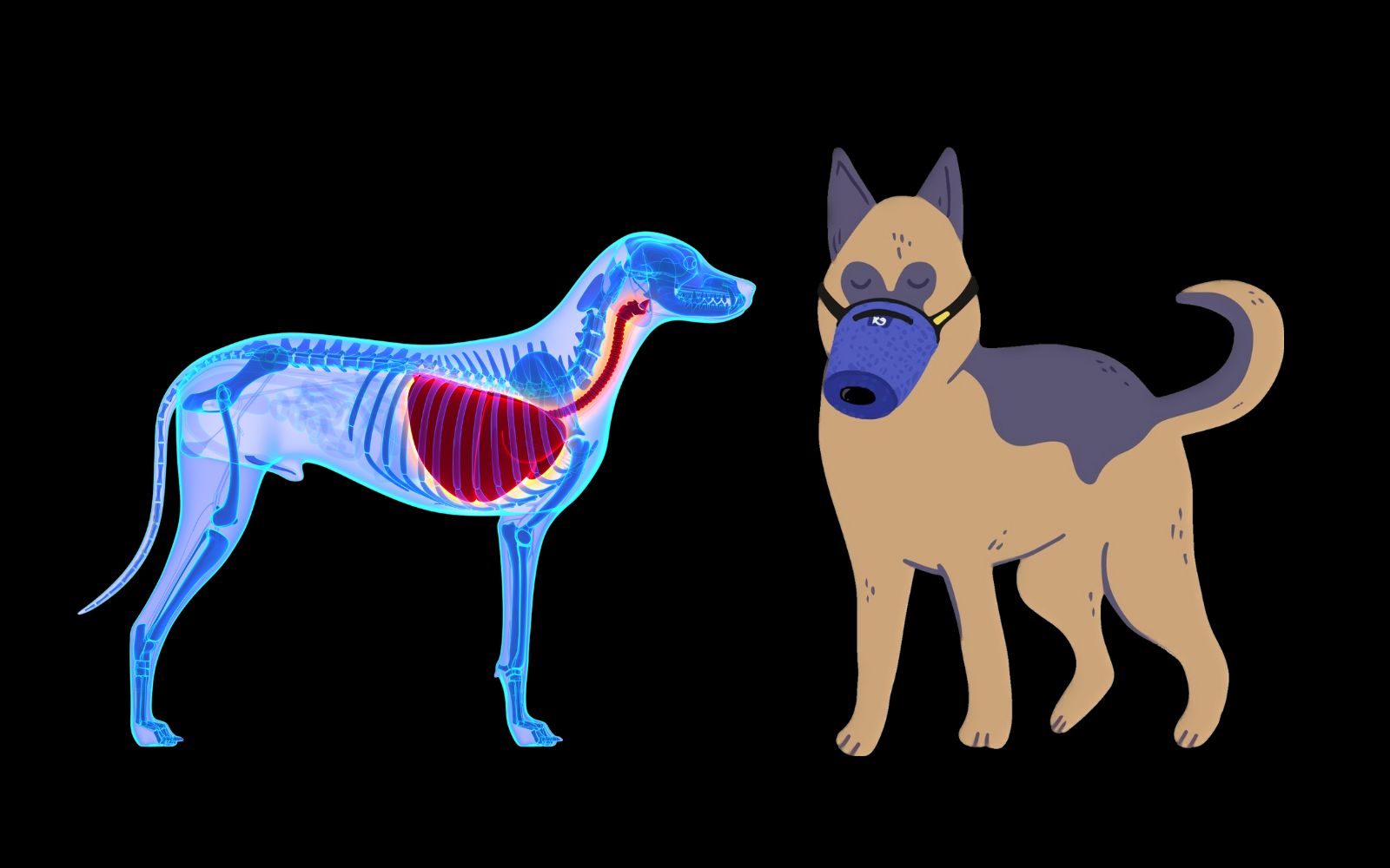 Hva er årsaken til luftveissykdom hos hunder i USA?