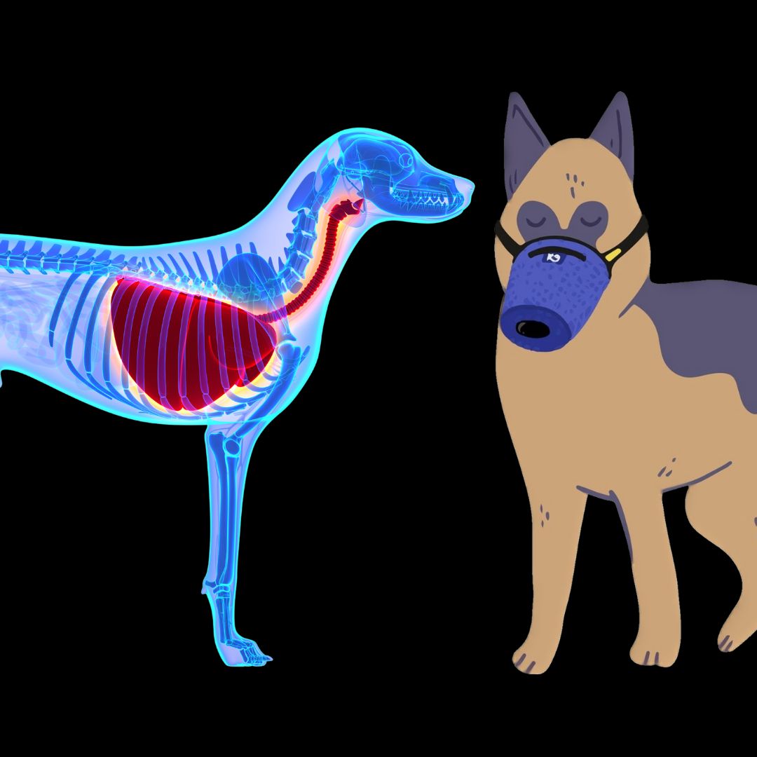 Hva er årsaken til luftveissykdom hos hunder i USA?
