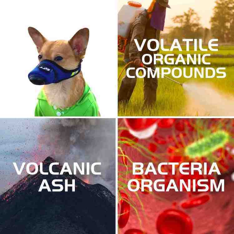 L'indice di qualità dell'aria che influisce sulla salute di cani e animali domestici richiede un respiratore con maschera facciale con filtro dell'aria